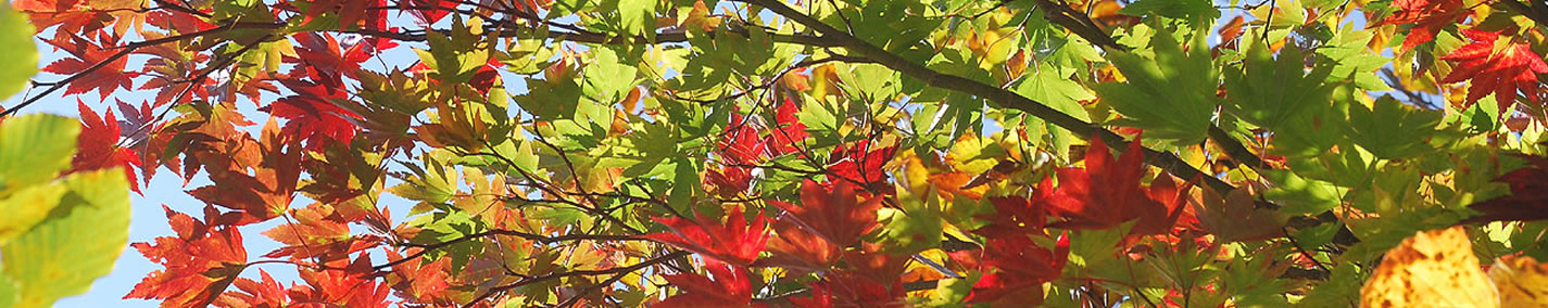 色づく紅葉
