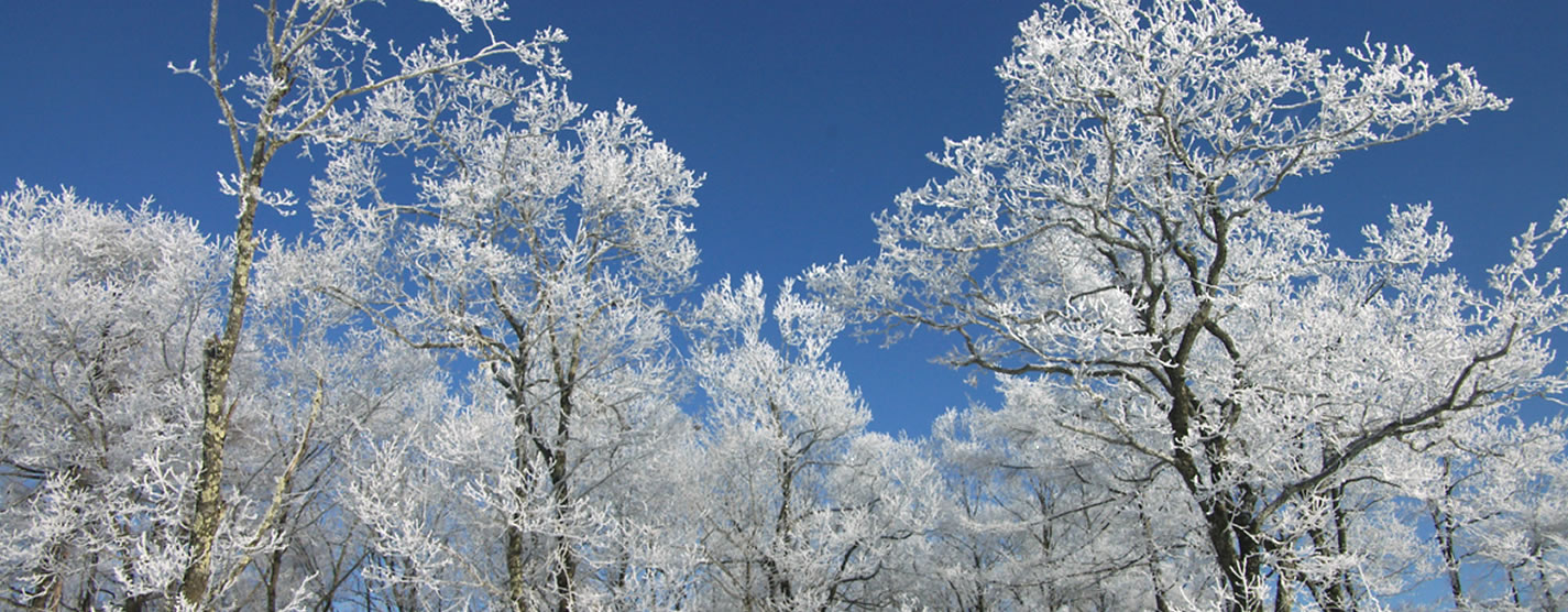 雪化粧した木々